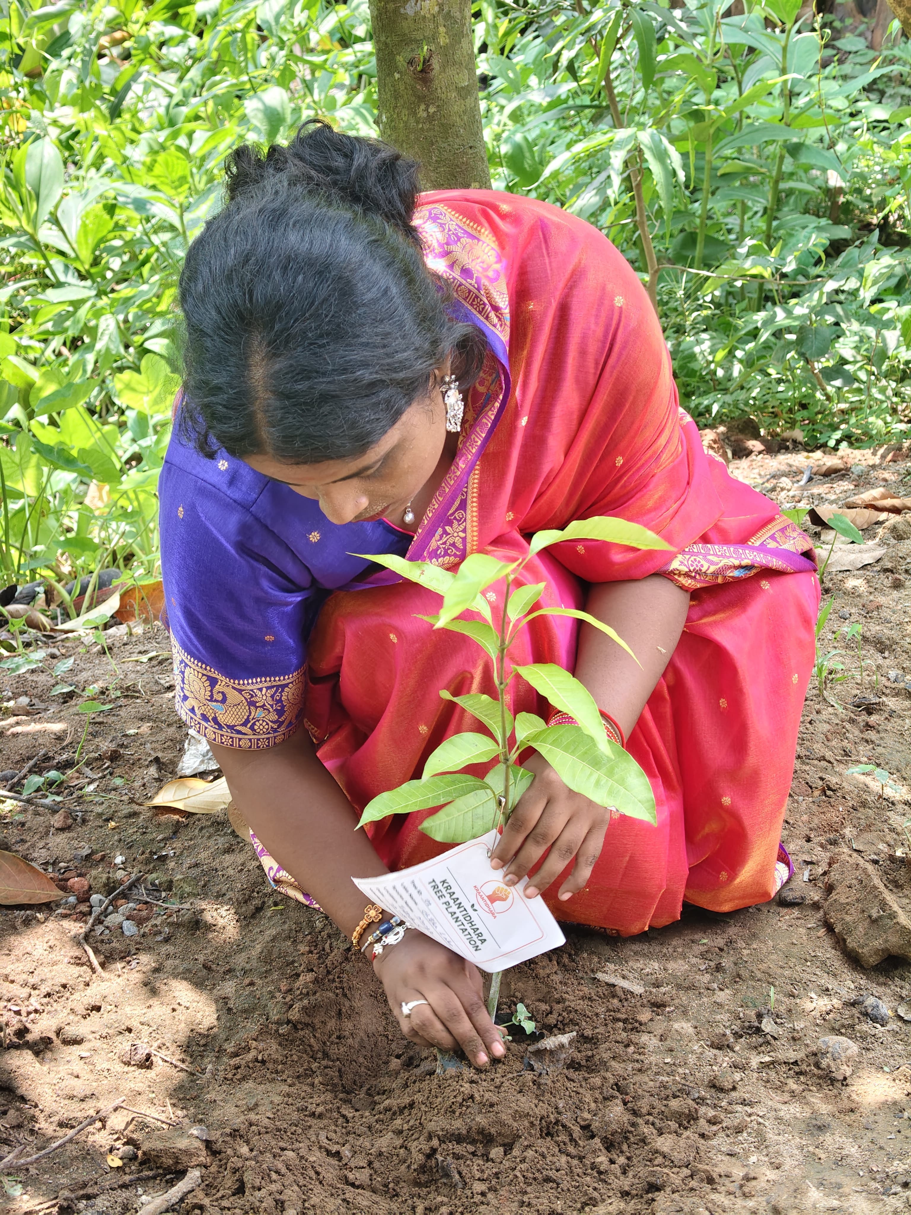 Tagged planted sapling documented for follow-up