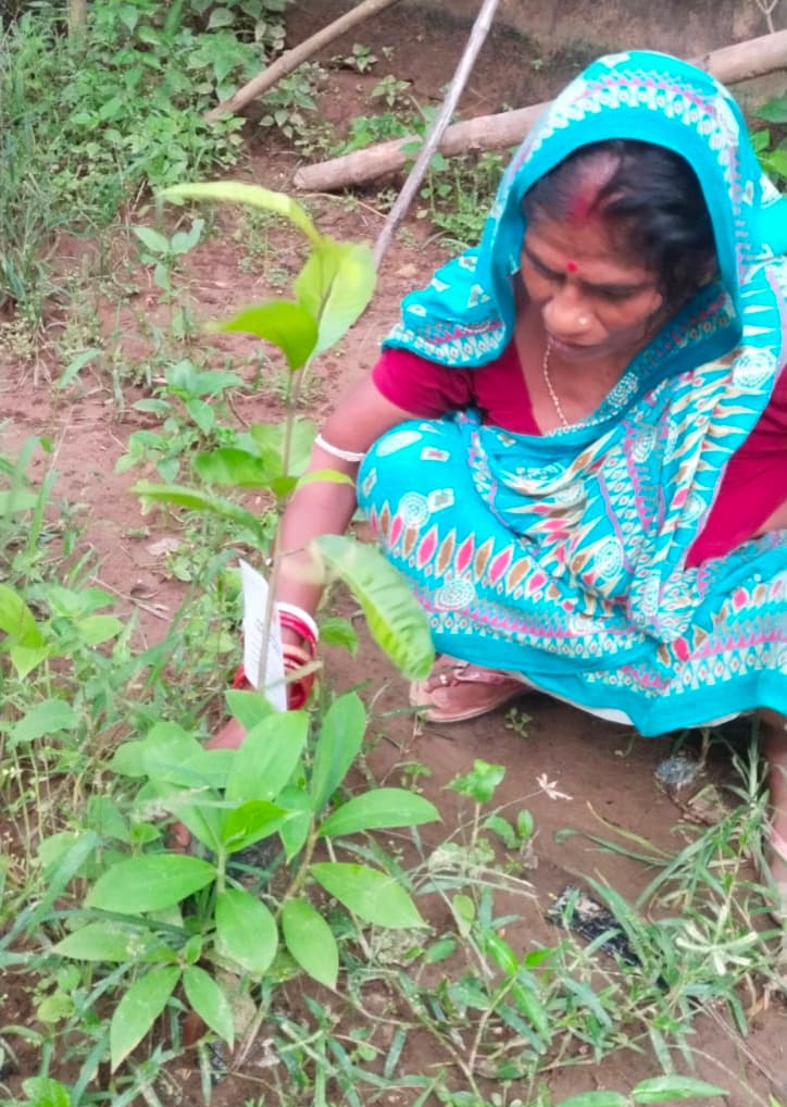Field participant tending a newly planted sapling