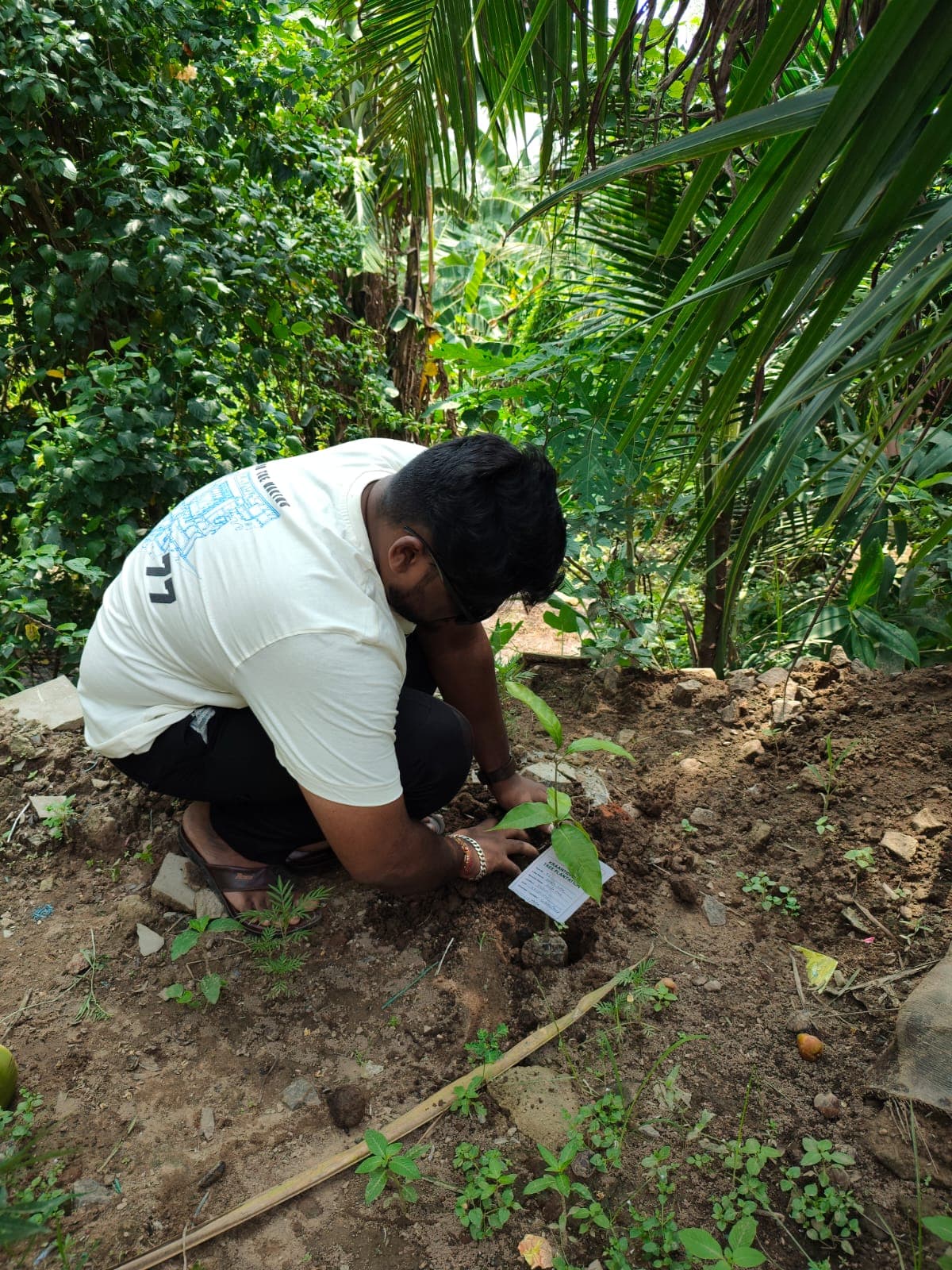 Field participant working around a newly planted sapling