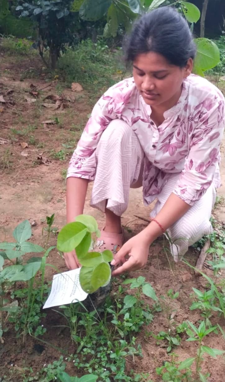 Field participant working with a newly planted sapling